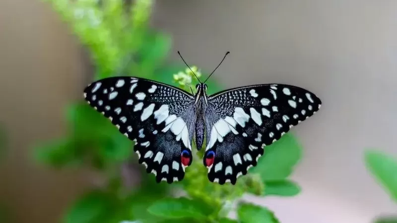 butterfly