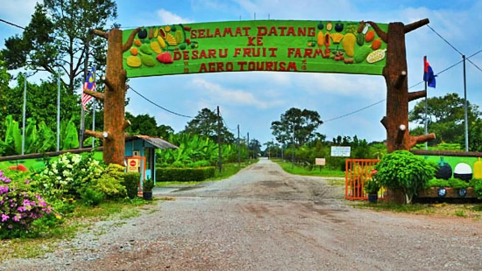 desaru-fruit-farm