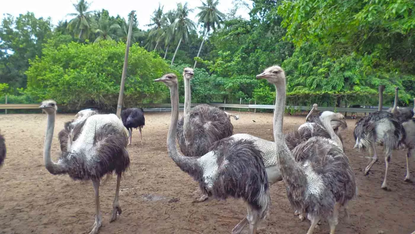 desaru-ostrich-farm-kota-tinggi