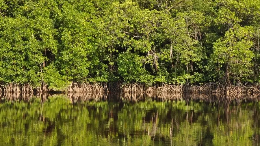 mongrove-river