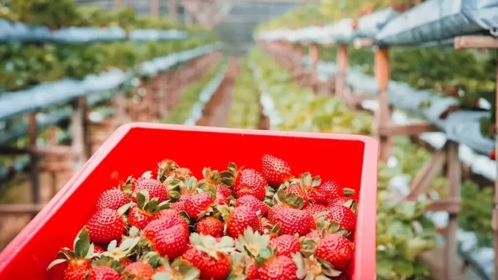 strawberry-farm